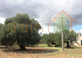 IMG_3622.jpg - Casale Monopoli - foto 4