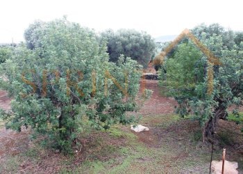 IMG_3613.jpg - Casale Monopoli - foto 8