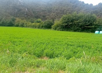 1727343665585.jpg - Terreno edificabile Via Stretta 7, Sabbio Chiese - foto 4