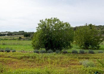 senza titolo-27.jpg - Villa contrada molillo, Ostuni - foto 9