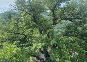 Villa Alassio - photo 19