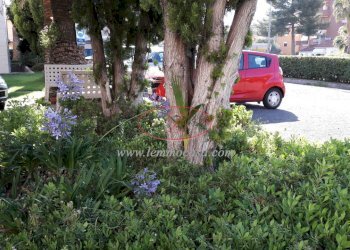 giardino - Appartamento Via Aurelia 82, San Bartolomeo al Mare - foto 6