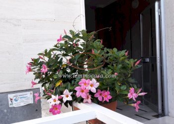 Ingresso condominiale - Appartamento Via Aurelia 82, San Bartolomeo al Mare - foto 8