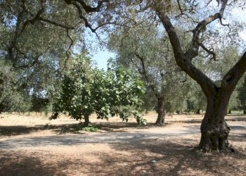 Immagine 059 (800x533).jpg - Terreno agricolo contrada mandrò, Cutrofiano - foto 7