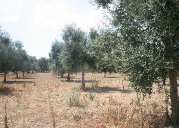 Immagine 020 (800x533).jpg - Terreno agricolo contrada mandrò, Cutrofiano - foto 13