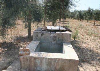 Immagine 022 (800x533).jpg - Terreno agricolo contrada mandrò, Cutrofiano - foto 14