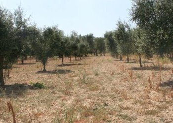 Immagine 023 (533x800).jpg - Terreno agricolo contrada mandrò, Cutrofiano - foto 16