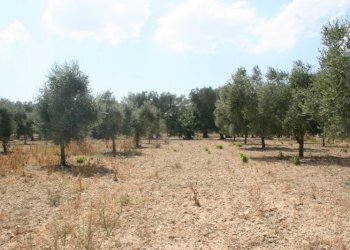 Immagine 026 (800x533).jpg - Terreno agricolo contrada mandrò, Cutrofiano - foto 20
