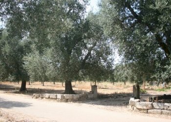 Immagine 034 (800x533).jpg - Terreno agricolo contrada mandrò, Cutrofiano - foto 26