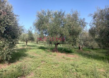 Villa Bifamiliare Magliano in Toscana - foto 19