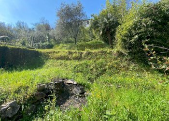 Ameglia prato 3.JPG - Porzione di casa Ameglia - foto 9