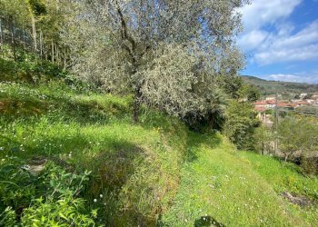 Ameglia prato1.JPG - Porzione di casa Ameglia - foto 10