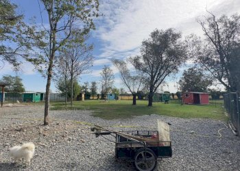 Terreno - Casale via umberto 1, Greggio - foto 6