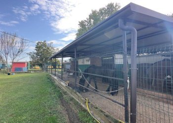 Cavallo - Casale via umberto 1, Greggio - foto 7