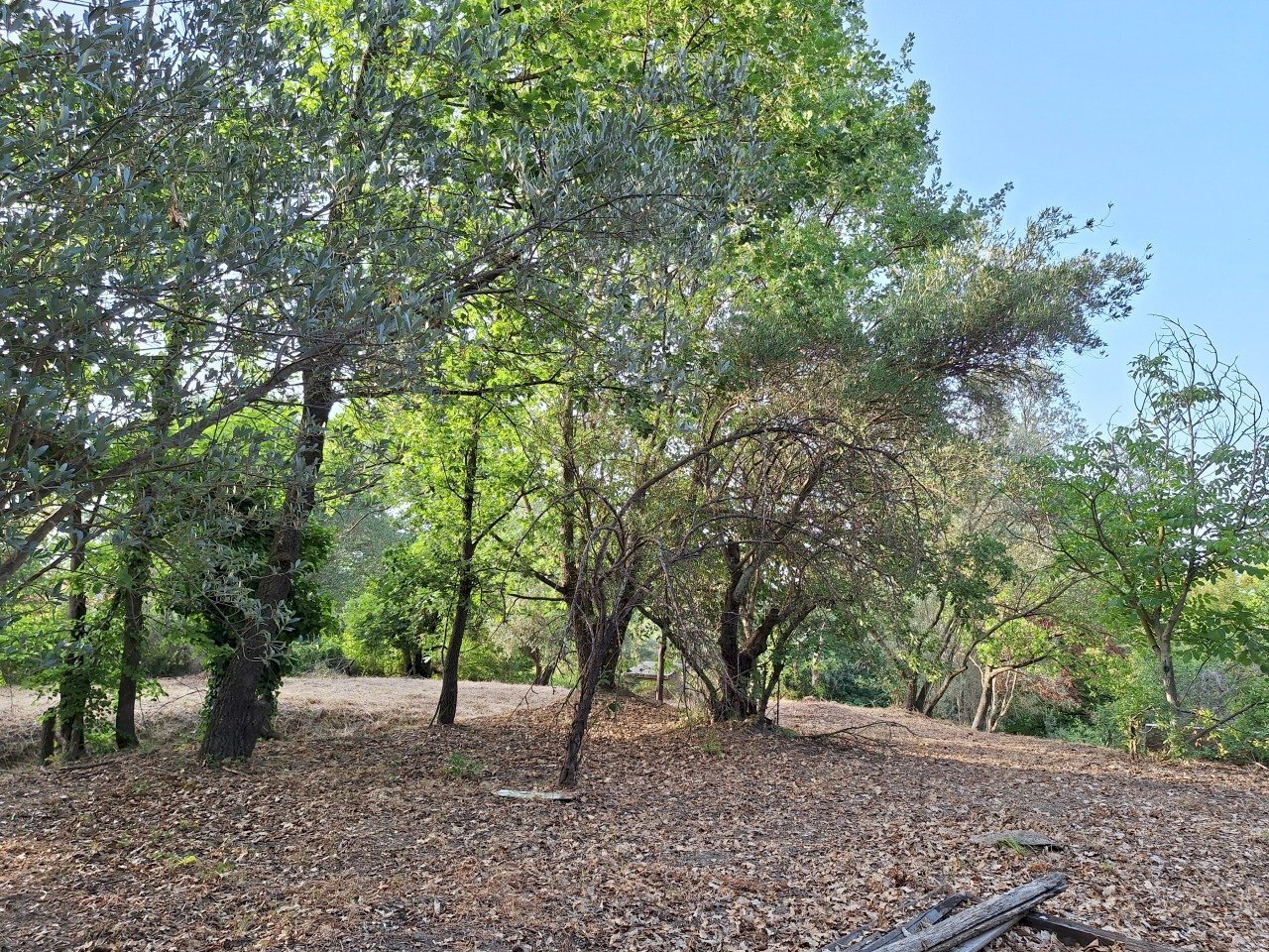 20240618_192324.jpg - Terreno agricolo Via Mossa Dei Barberi 61, Morlupo - foto 3