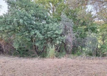 20240618_193615.jpg - Terreno agricolo Via Mossa Dei Barberi  61, Morlupo - foto 1