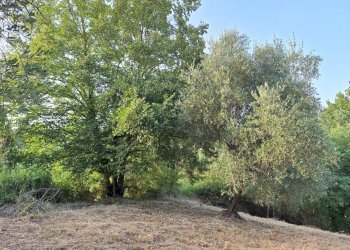 20240618_194032 (1).jpg - Terreno agricolo Via Mossa Dei Barberi  61, Morlupo - foto 2