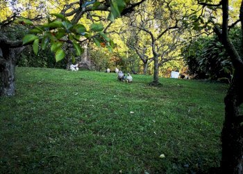 giardino - Rustico via Don Basilio Parietti, 18, Barasso - foto 7