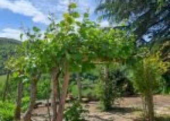 Agricultural land Santo Stefano Belbo - photo 34