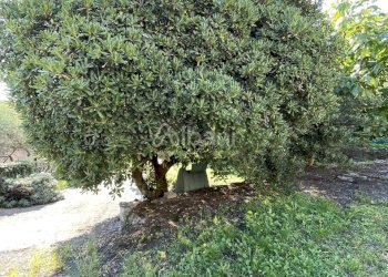 IN382_trifamiliare in vendita con giardino cantina - Villa Trifamiliare Via Costro, Ameglia - foto 8