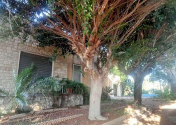 PHOTO-2024-10-05-09-35-20.jpg - Villa Castelvetrano - foto 7