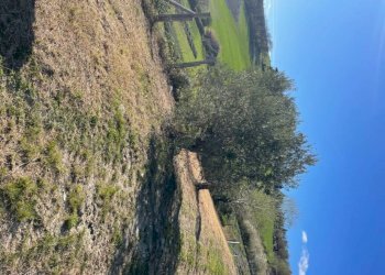 Terreno - Villa Bologna (zona Colli) - foto 23