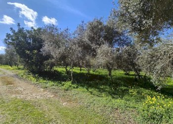 IMG-20240306-WA0001.jpg - Rustico Sassari - foto 4