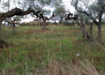 Terreno edificabile via san cosimo caprara, Spoltore - foto 6