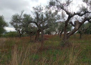 Terreno edificabile via san cosimo caprara, Spoltore - foto 7