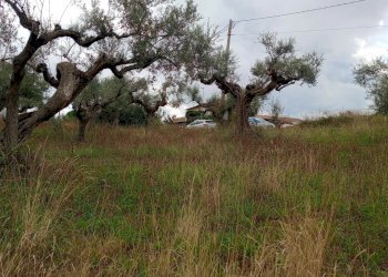 Terreno edificabile via san cosimo caprara, Spoltore - foto 8