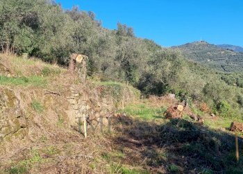 Agricultural land Via Tornatore Monsignore B 6, Dolceacqua - photo 26