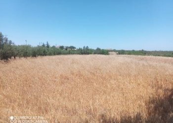 IMG-20240701-WA0010 (Copia).jpg - Terreno edificabile VIA CUNA RE DI COPPE, Lanciano - foto 6