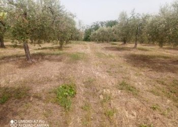 IMG-20240620-WA0015 (Copia).jpg - Terreno agricolo C.DA VILLA STANAZZO, Lanciano - foto 1