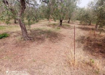 IMG-20240620-WA0001 (Copia).jpg - Terreno agricolo C.DA VILLA STANAZZO, Lanciano - foto 2