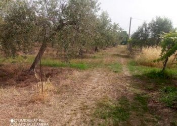 IMG-20240620-WA0002 (Copia).jpg - Terreno agricolo C.DA VILLA STANAZZO, Lanciano - foto 3