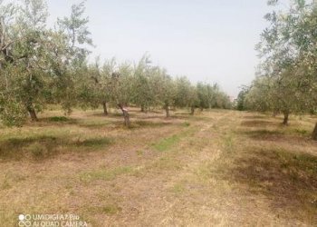 IMG-20240620-WA0007 (Copia).jpg - Terreno agricolo C.DA VILLA STANAZZO, Lanciano - foto 5