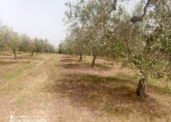 IMG-20240620-WA0008 (Copia).jpg - Terreno agricolo C.DA VILLA STANAZZO, Lanciano - foto 6