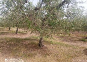IMG-20240620-WA0009 (Copia).jpg - Terreno agricolo C.DA VILLA STANAZZO, Lanciano - foto 7