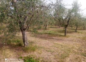 IMG-20240620-WA0011 (Copia).jpg - Terreno agricolo C.DA VILLA STANAZZO, Lanciano - foto 8