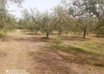 IMG-20240620-WA0013 (Copia).jpg - Terreno agricolo C.DA VILLA STANAZZO, Lanciano - foto 9