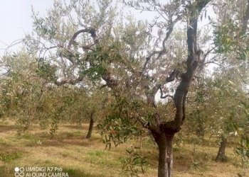 IMG-20240620-WA0014 (Copia).jpg - Terreno agricolo C.DA VILLA STANAZZO, Lanciano - foto 10