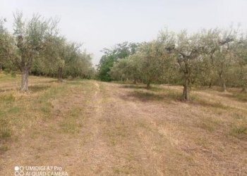 IMG-20240620-WA0016 (Copia).jpg - Terreno agricolo C.DA VILLA STANAZZO, Lanciano - foto 11