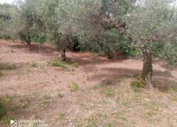 IMG-20240620-WA0017 (Copia).jpg - Terreno agricolo C.DA VILLA STANAZZO, Lanciano - foto 12