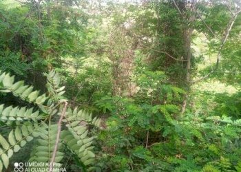 IMG-20240620-WA0018 (Copia).jpg - Terreno agricolo C.DA VILLA STANAZZO, Lanciano - foto 13