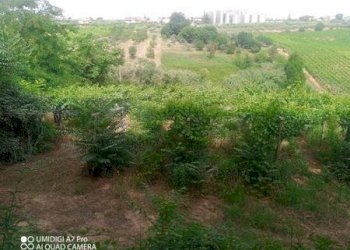 IMG-20240620-WA0019 (Copia).jpg - Terreno agricolo C.DA VILLA STANAZZO, Lanciano - foto 14