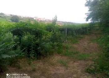 IMG-20240620-WA0020 (Copia).jpg - Terreno agricolo C.DA VILLA STANAZZO, Lanciano - foto 15