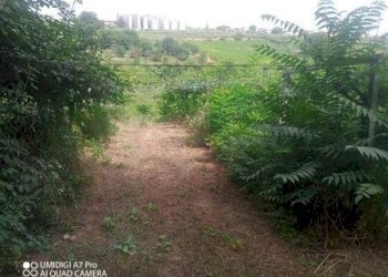 IMG-20240620-WA0023 (Copia).jpg - Terreno agricolo C.DA VILLA STANAZZO, Lanciano - foto 17