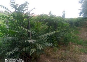 IMG-20240620-WA0024 (Copia).jpg - Terreno agricolo C.DA VILLA STANAZZO, Lanciano - foto 18