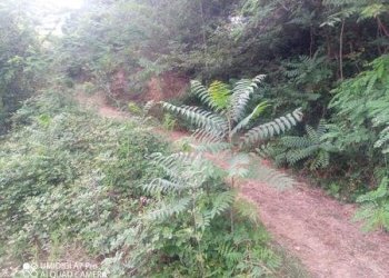 IMG-20240620-WA0027 (Copia).jpg - Terreno agricolo C.DA VILLA STANAZZO, Lanciano - foto 21