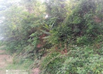 IMG-20240620-WA0031 (Copia).jpg - Terreno agricolo C.DA VILLA STANAZZO, Lanciano - foto 25